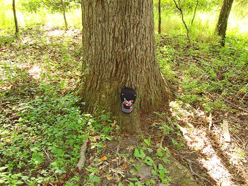 Property photo 7 - 72 Acres offered in 6 Tracts